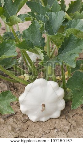 Patty pan White Squash in the Garden