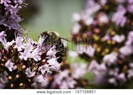 nature background The bee is drinking pollen from the oregano flower
