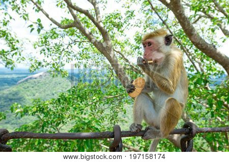 monkey on a tree