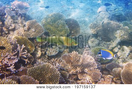 Fishes in corals . Underwater world .