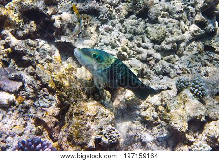 Fishes in corals . Underwater world .