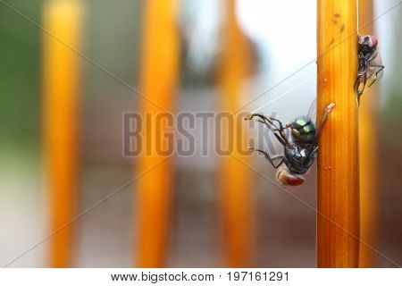 Fly stuck on glue traps on the dining table.