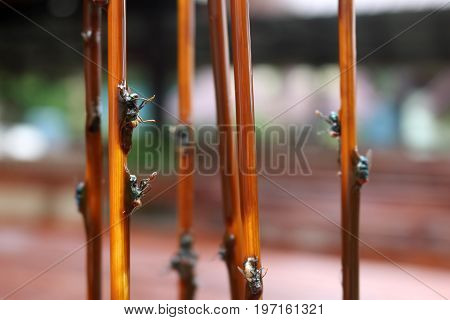 Fly stuck on glue traps on the dining table.