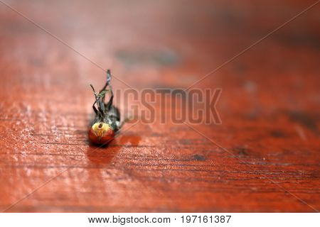 Fly stuck on glue traps on the dining table.