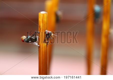 Fly stuck on glue traps on the dining table.