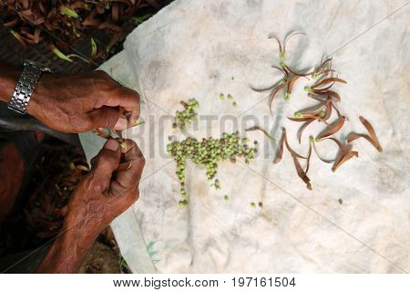 Local people collecting seeds for planting in the garden.