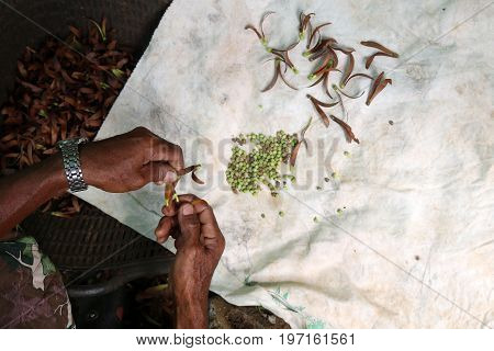 Local people collecting seeds for planting in the garden.