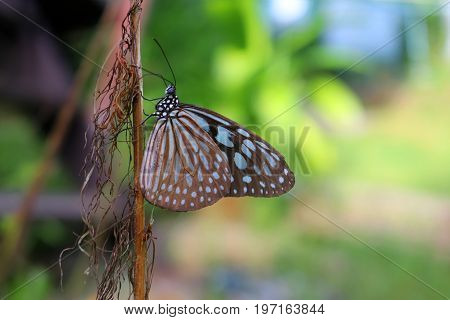 Beautiful butterfly with natural background in the garden.