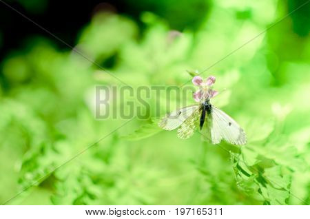Small Cabbage Butterfly White On Flower