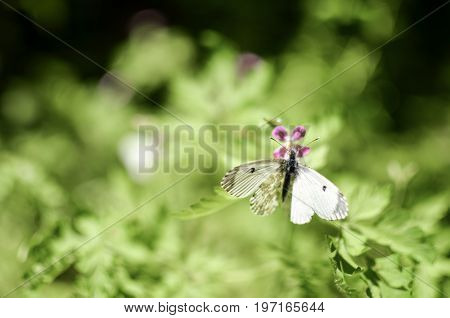 Small Cabbage Butterfly White On Flower