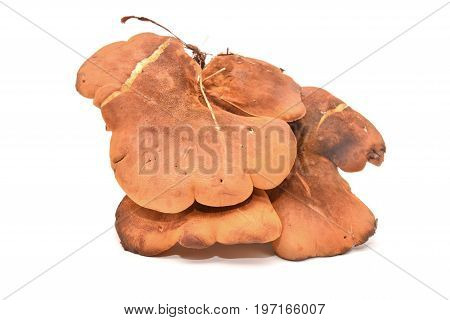 tapinella atrotomentosa mushroom cluster isolated on white