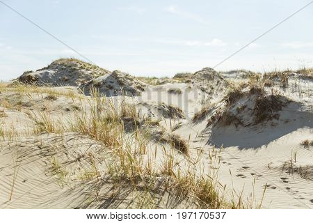 A beautiful sand dunes in a Neringa National park. Travel photo