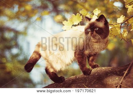 exotic shorthair colorpoint cat on the tree
