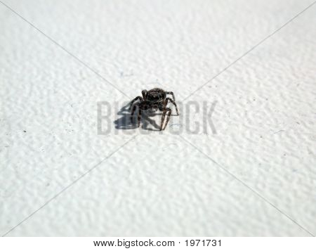Araña en blanco