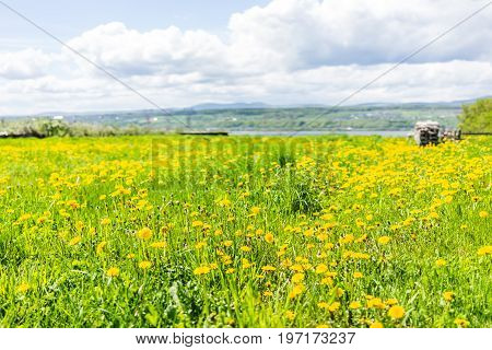 Ile D'orleans Landscape With Field Of Yellow Dandelion Flowers In Summer And Electric Power Lines