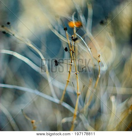 Abstract floral background. Branches with dried berries selective focus and filiform bokeh