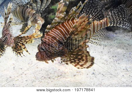 Trio of swimming turkeyfish near the ocean bottom.