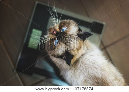 exotic shorthair colorpoint cat on scales looking up