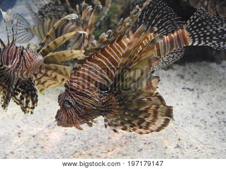 Sandy floor of ocean with a pair of turkeyfish.