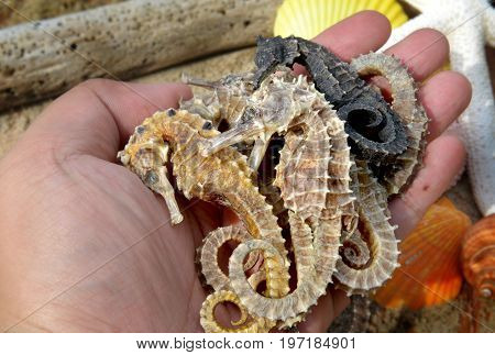 Body And Texture Of Dry Seahorse