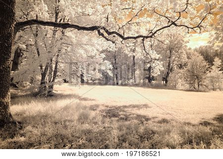 Infrared Camera Image. Skyscape Through Trees And Leaves