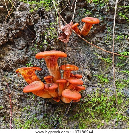 cluster of a toxic omphalotus olearius mushrooms