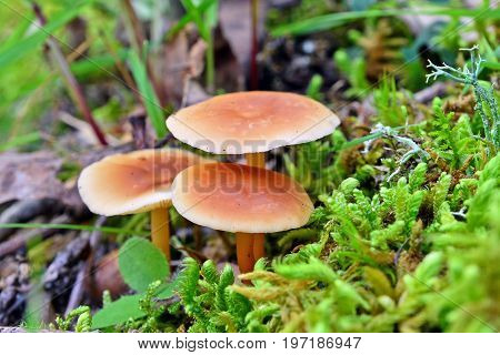 three gymnopus dryophilus mushrooms in the forest
