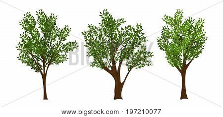 Vector trees set isolated on white baskground