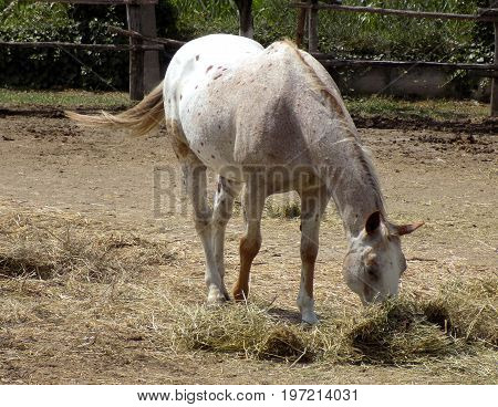 Old thoroughbred horses in the coral on the ranch
