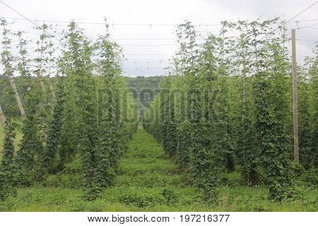 Hops (Humulus lupulus) growing in Northern Michigan.