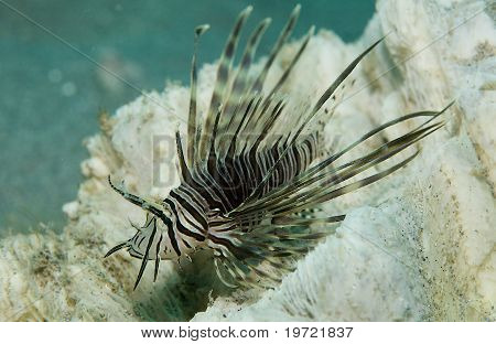 Jonge Lionfish