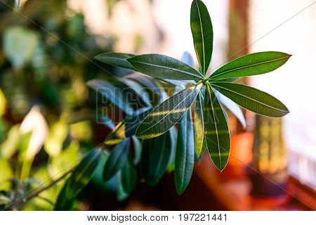 Household Concept. Close Up Oleander Leaves Through Evening Sunlight On The Background Of Other Home