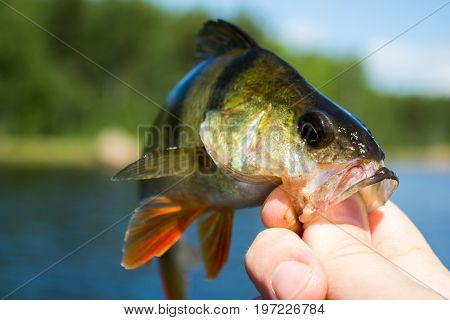 Fish bass in the hand of angler at lake