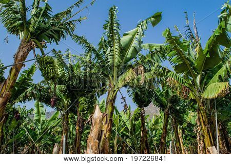 Banana plantation in the mountains, Tenerife, canary islands, Spain