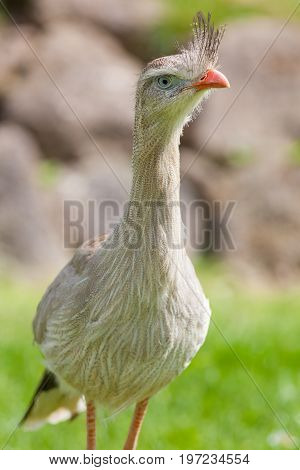 Red-legged seriema bird (Cariama cristata). Prehistoric terror bird ancestor. Portrait standing with neck extended. Crested cariama.