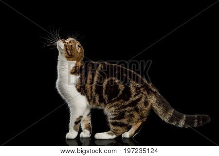 Scottish Fold Cat with tabby Standing and Looking up isolated on Black Background