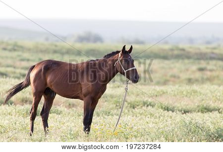 Portrait of a horse on nature . A photo