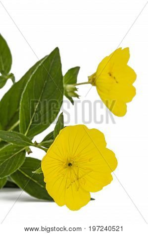 Yellow Flower Of Evening Primrose, Lat. Oenothera, Isolated On White Background