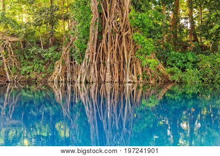 Giant banyan tree with a rope to swing in the pleasant water of the beautiful Matevulu Blue Hole - Espiritu Santo Vanuatu