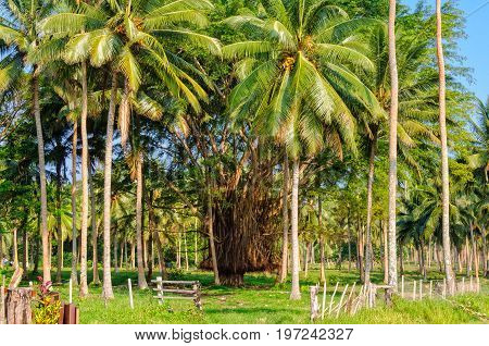 Banyan trees in a coconut palm tree plantation - Espiritu Santo Vanuatu