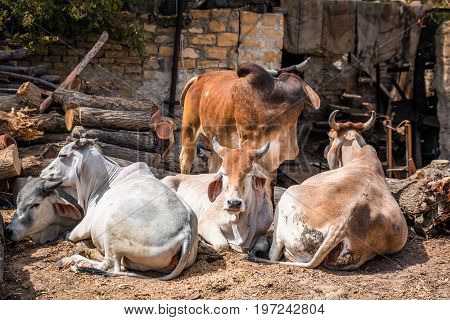 Indian holy cow in front of the tipical indian house Jaisalmer.