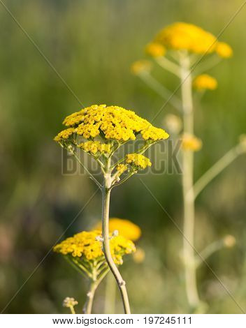 yellow flower in nature . Detailed photo in the park in the nature