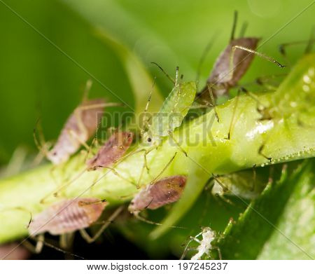 aphids on the plant. close . A photo
