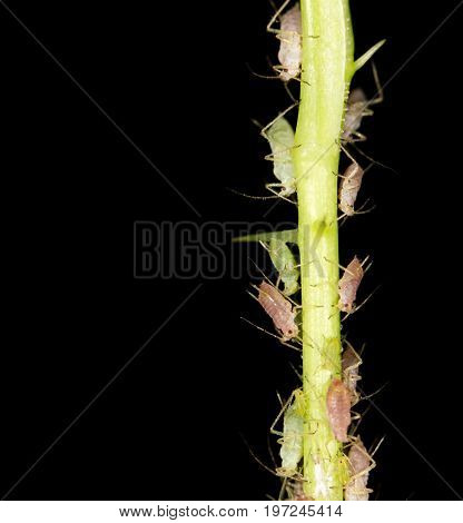 aphids on the plant. close . A photo