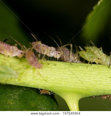 aphids on the plant. close . A photo