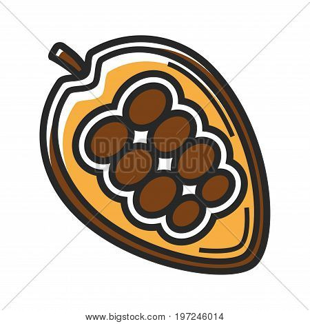 Delicious natural Mexican ripe cocoa beans that contain sweet butter and dry matter isolated vector illustration on white background. Almond-like seeds contained in the fruit of chocolate tree.