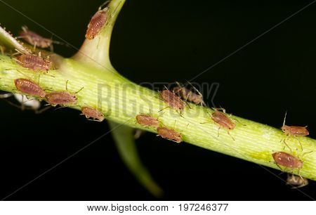 aphids on the plant. close . A photo