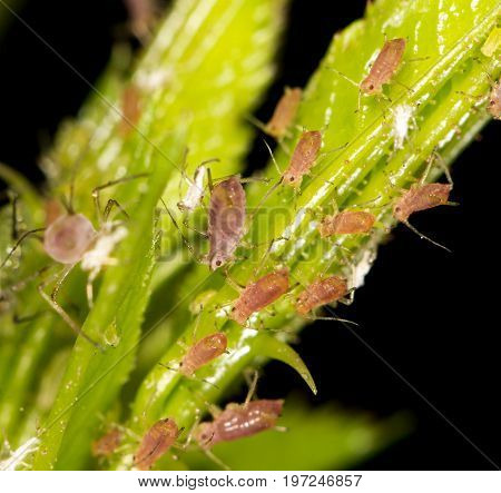aphids on the plant. close . A photo