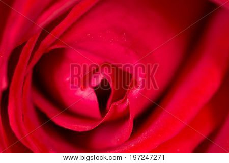 red rose as a background. close . A photo