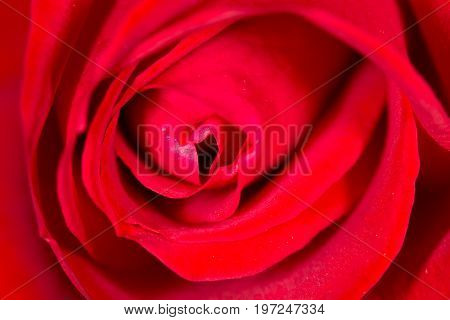 red rose as a background. close . A photo